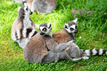 Lemur's up close sitting on grass