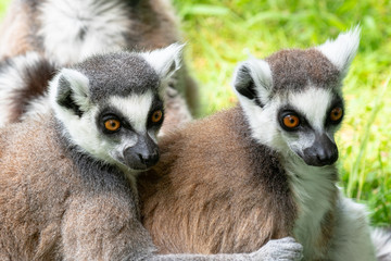 Lemur's up close