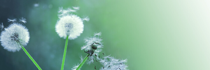 Dandelion seeds blooming in a field in spring, on a background of green and turquoise. Romantic dreamy image. Desktop wallpapers, postcard. Banner.