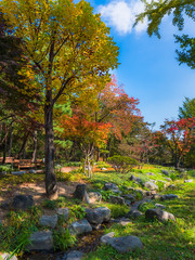 autumn in the forest