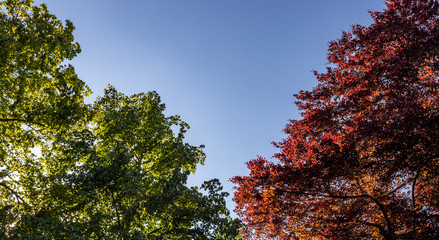 Red and green leaves on treetops with blue sky background