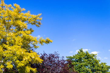 Treetops with colorful leaves and clear blue sky background