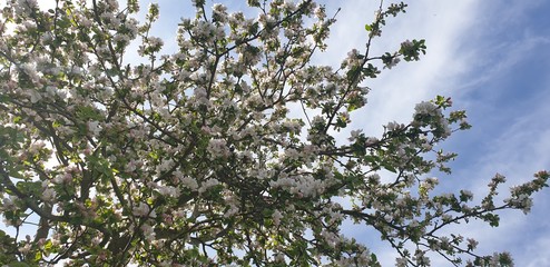 Apfelbaum in voller Blüte