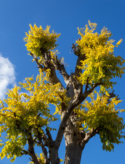 Blue sky with tree top and branches