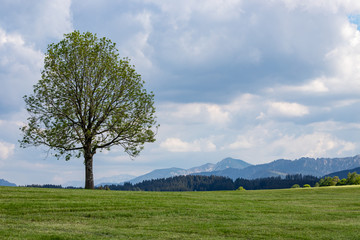 A lone tree on a hill in front of a cloudy sky. The Wetterstein mountain in the back. A typical Bavarian scene.