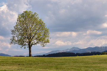 A lone tree on a hill in front of a cloudy sky. The Wetterstein mountain in the back. A typical Bavarian scene.