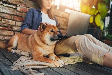 Daily life concept, Young woman using laptop computer working on distance sitting relaxed at home sunny terrace petting a dog, Student girl studying online via portable computer, focus on the pet