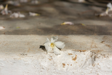 Summer Oleander Flowers