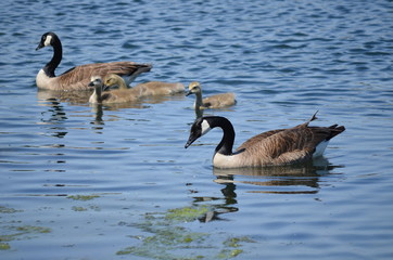 canada goose family