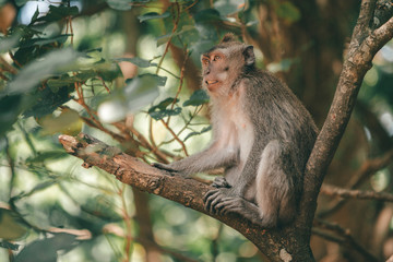 Naklejka na ściany i meble asian monkey in a tree