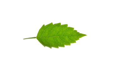 Fototapeta premium Isolated leaf texture in White Background