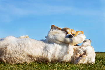 Welsh Corgi Pembroke and Golden Retriever playing in the garden on green grass. Dods have fun
