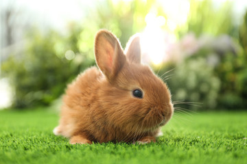Adorable fluffy bunny on green grass against blurred background, closeup. Easter symbol
