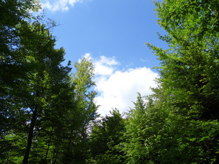 Sky and trees