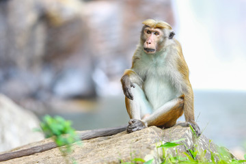 Fototapeta premium Monkey near the waterfall