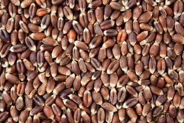 organic whole grain wheat kernels on white background