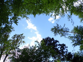 Sky and trees