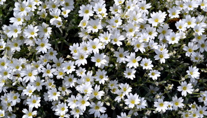 field of white flowers