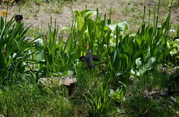 a small bird in flight