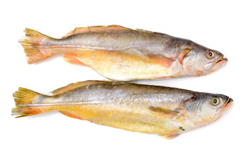 Yellow Croaker Fish On White background