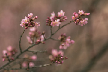 Spring Bloom