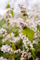 Buckwheat, Fagopyrum esculentum, Japanese buckwheat and silverhull buckwheat blooming on the field. Close-up flowers of buckwheat