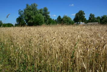 Grain, wheat agriculture field with almost ripe ears of wheat and barley with green trees and blue sky in the background.