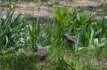 two small birds found food