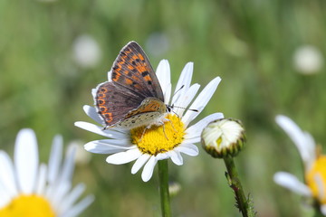 alter, blume, natur, insecta, sommer, makro, green, blume, schön, orange, garden, frühling, gelb, wild lebende tiere, tier, schönheit, pflanze, flügel, close up, fliege, farbe, wiese, flügel, insecta,