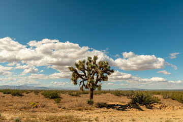 Joshua tree in the mojave desert