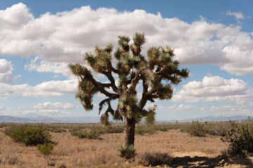 joshua tree national park california