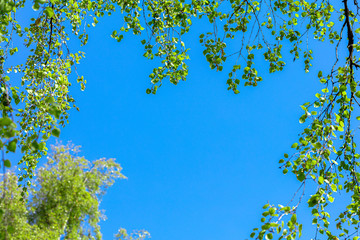 Birch branches, young, green leaves on a background of blue sky