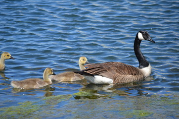 canada goose swimming