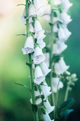 Kompozycja duże białe dzwonki kwiatowe © Monika