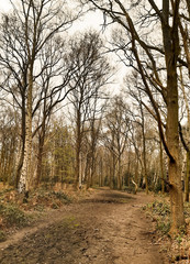 Tall bare trees along dirt path