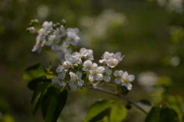 Fototapeta premium small white flowers of wild cherry