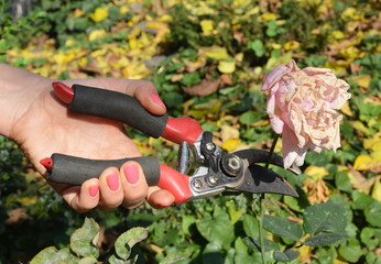 A woman is deadheading roses, removing faded rose flowers using bypass pruning shears to encourage...