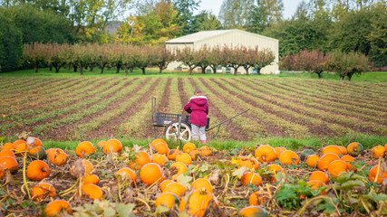 Pumping Picking in Pumpking field sittingbourne Kent