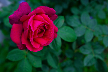 A red rose against a green Bush. Concept flowers on the covers of notebooks and notebooks.
