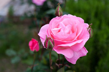 A red rose against a green Bush. Concept flowers on the covers of notebooks and notebooks.