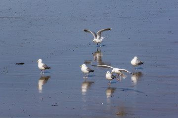 Several European herring gulls (larus argentatus) on tidal mudflat in Blankenberge, Belgium