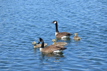 canada goose family