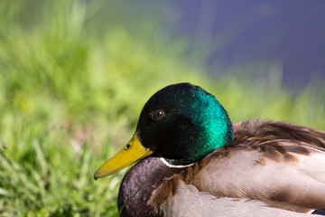 drake head, portrait, close-up on a background of green grass