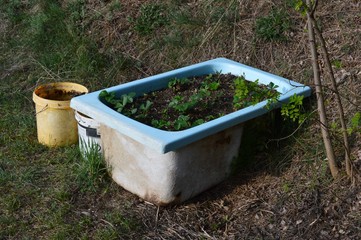 strawberries planted in an old tub