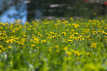 first spring flowers dandelions on the bank of the lake,Small depth of sharpness..