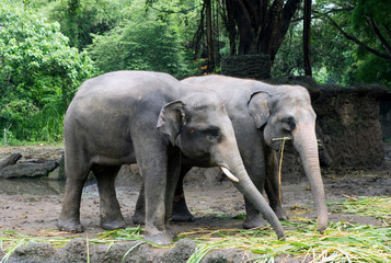 Fototapeta premium two elephants eat grass on the background of the jungle