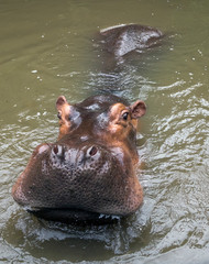 Fototapeta premium hippo lies in the water..
