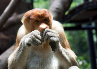 Naklejka premium The proboscis monkey (Nasalis larvatus) or long-nosed monkey