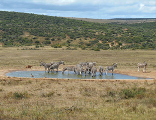Group of zebras drinking from waterhole