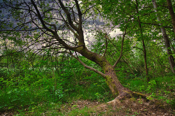 Tree in a sloping position